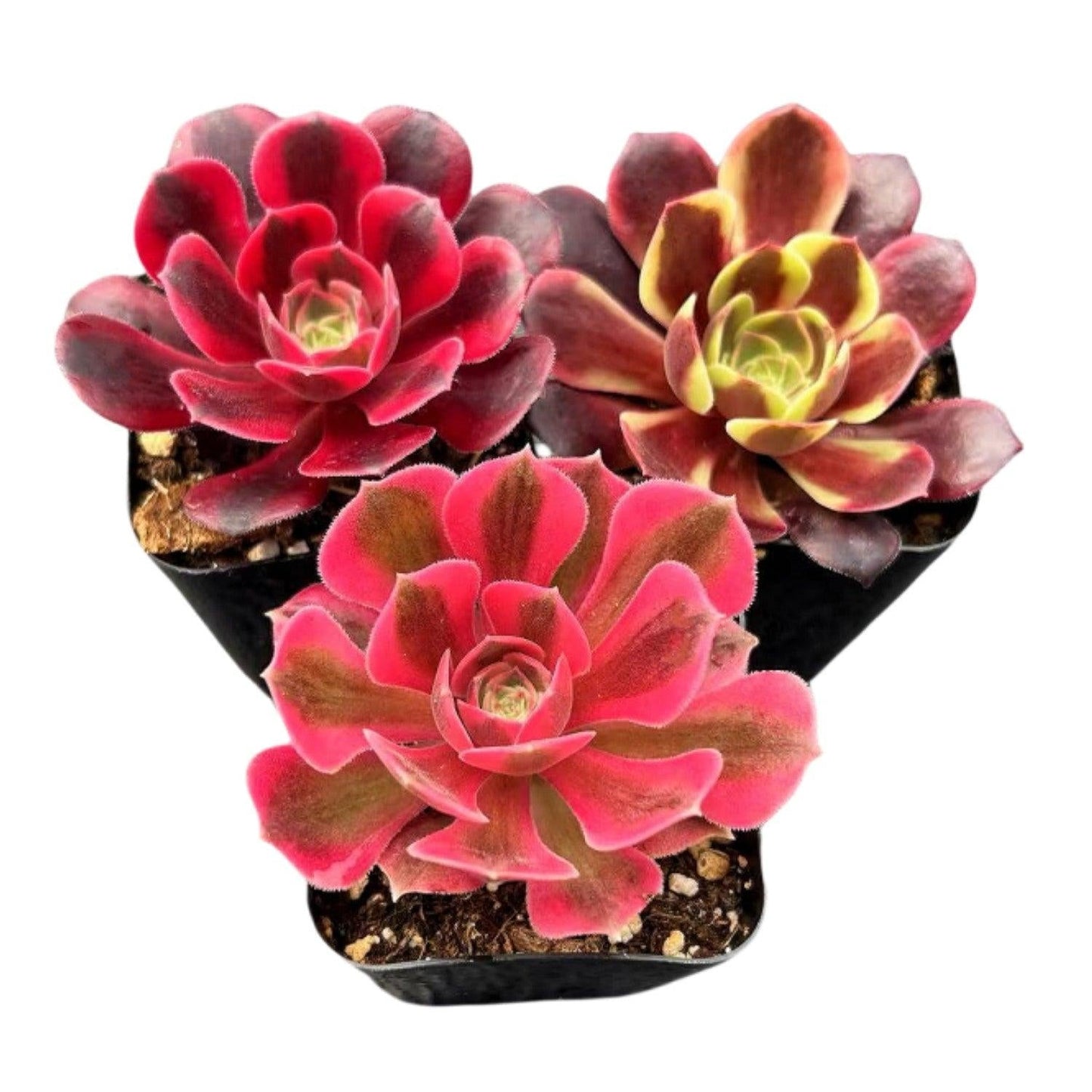 Aeonium Assorted - View 7 from www redcrocus com