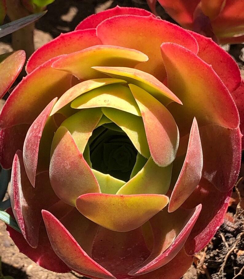 Aeonium Assorted - View 8 from www redcrocus com