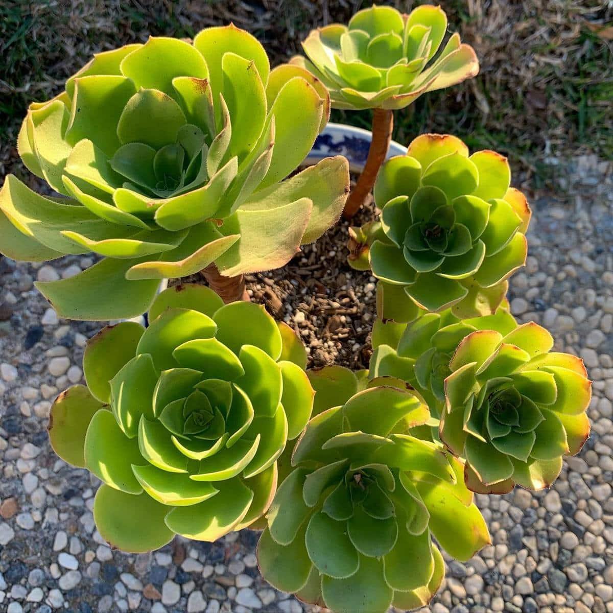 Aeonium Assorted - View 9 from www redcrocus com