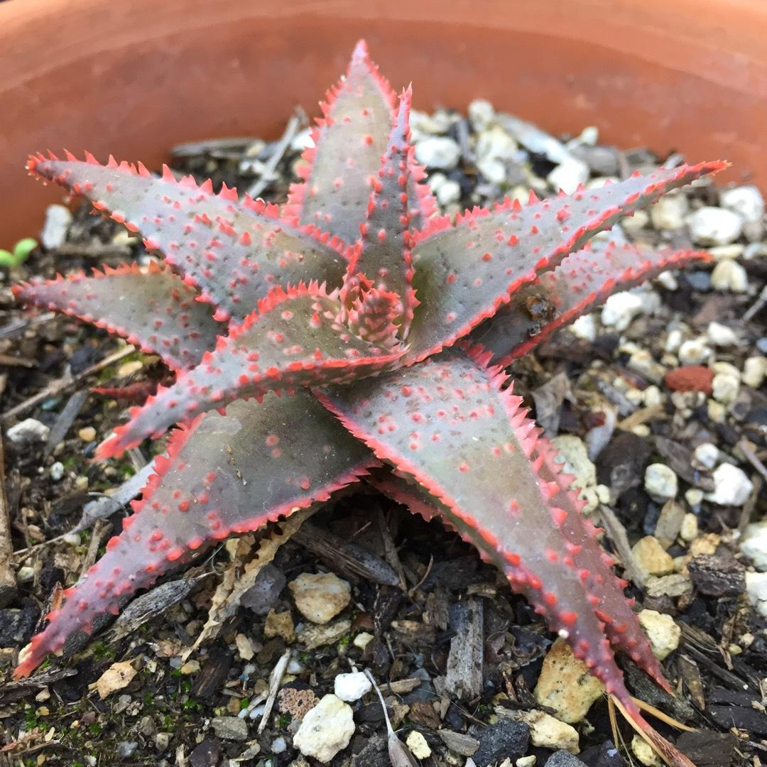 Aloe Christmas Carol - View 12 from www redcrocus com