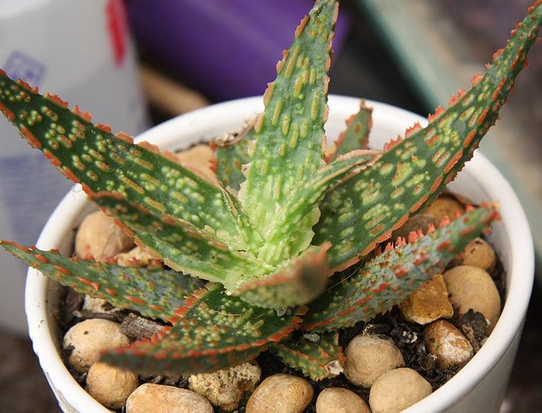 Aloe Christmas Carol - View 13 from www redcrocus com