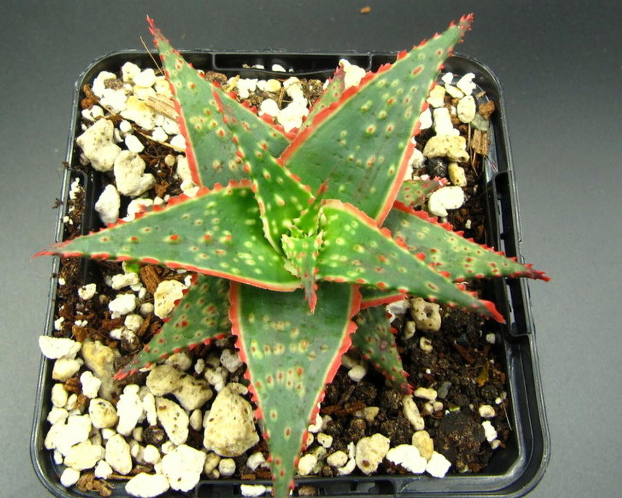 Aloe Christmas Carol - View 15 from www redcrocus com