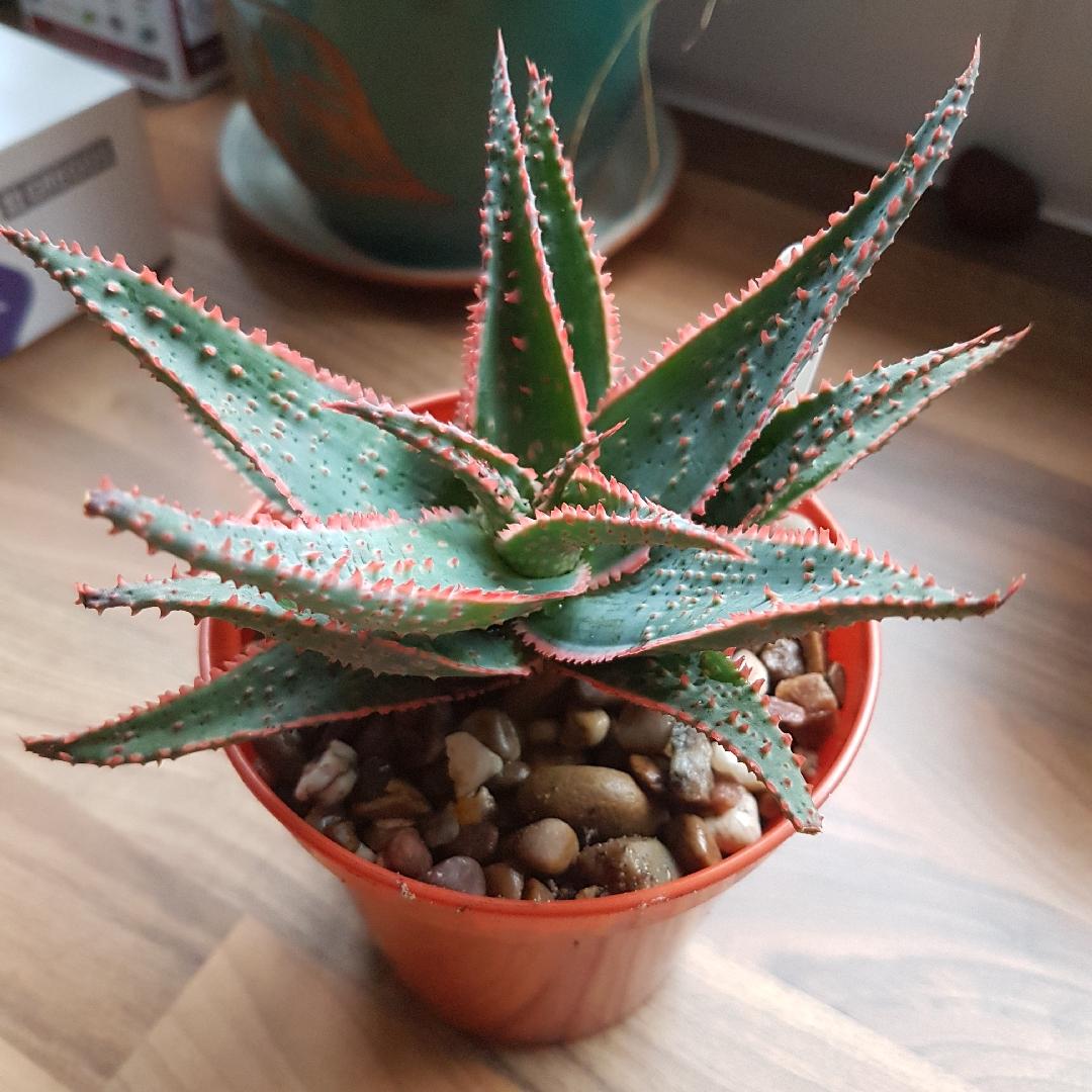 Aloe Christmas Carol - View 16 from www redcrocus com