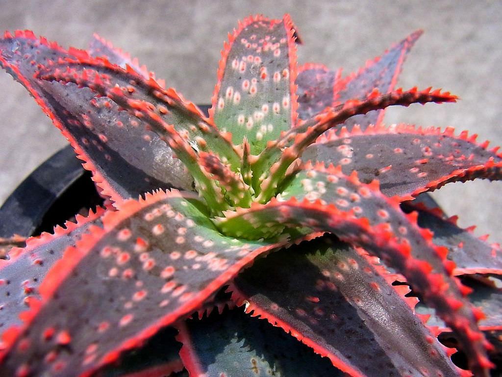 Aloe Christmas Carol - View 17 from www redcrocus com