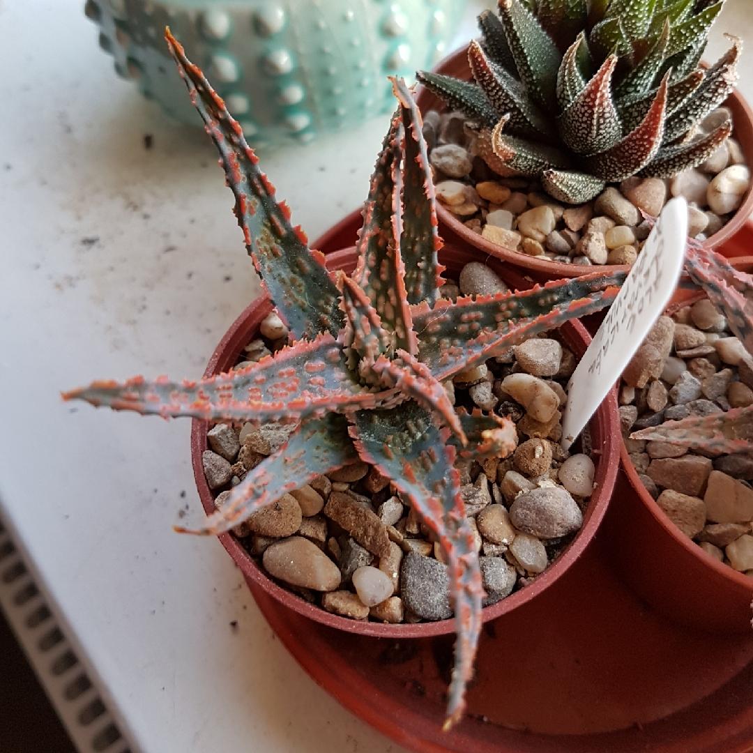 Aloe Christmas Carol - View 18 from www redcrocus com