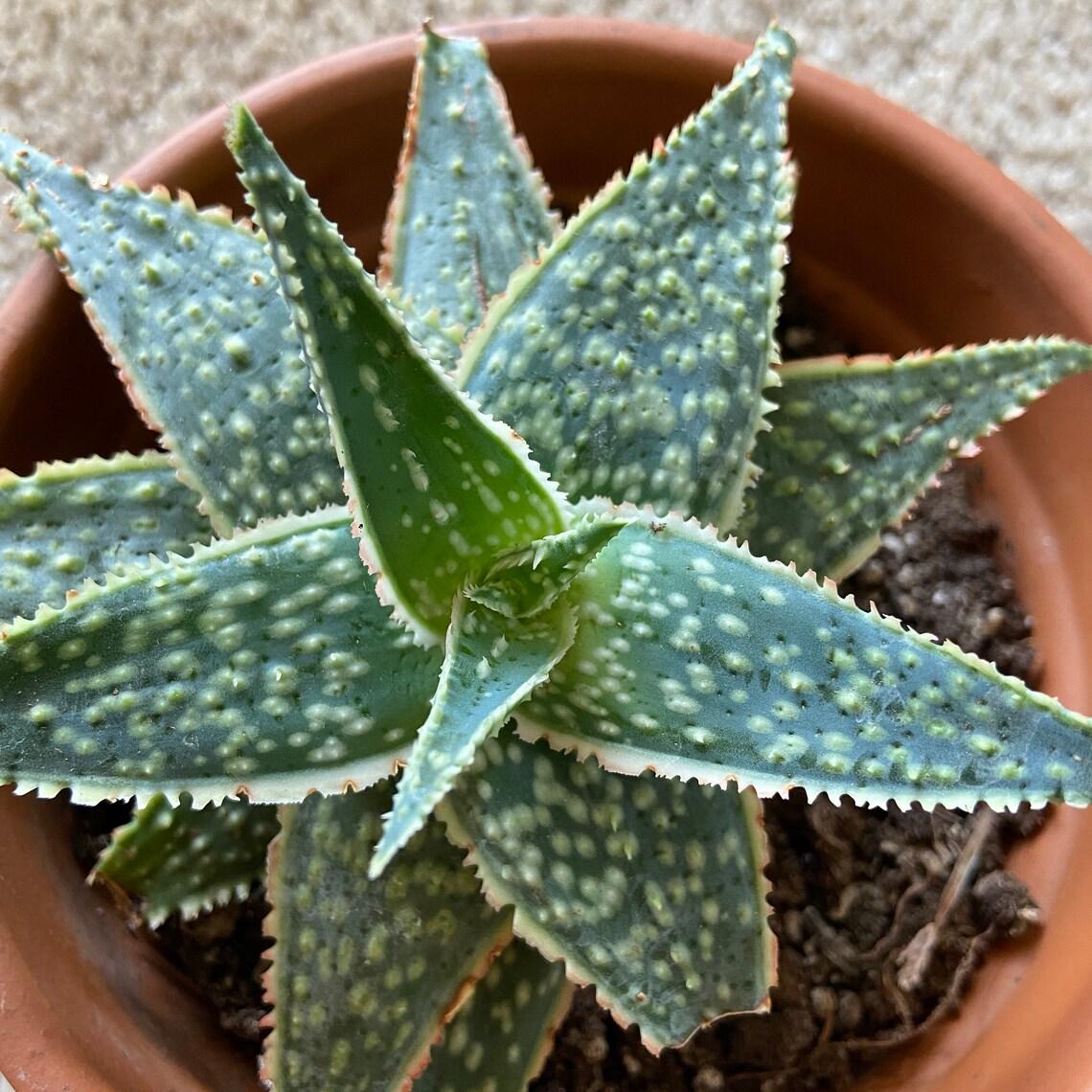 Aloe Christmas Carol - View 19 from www redcrocus com