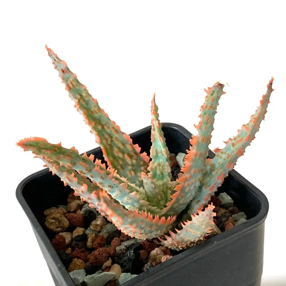 Aloe Christmas Carol - View 20 from www redcrocus com