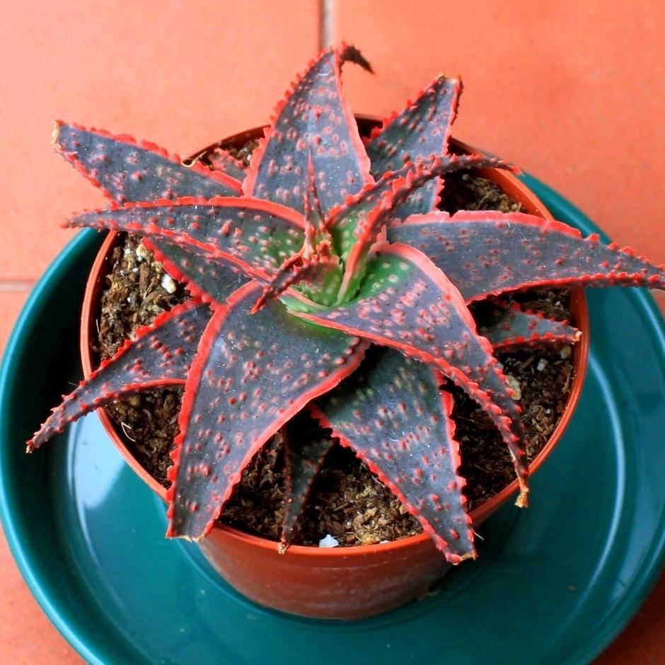 Aloe Christmas Carol - View 2 from www redcrocus com