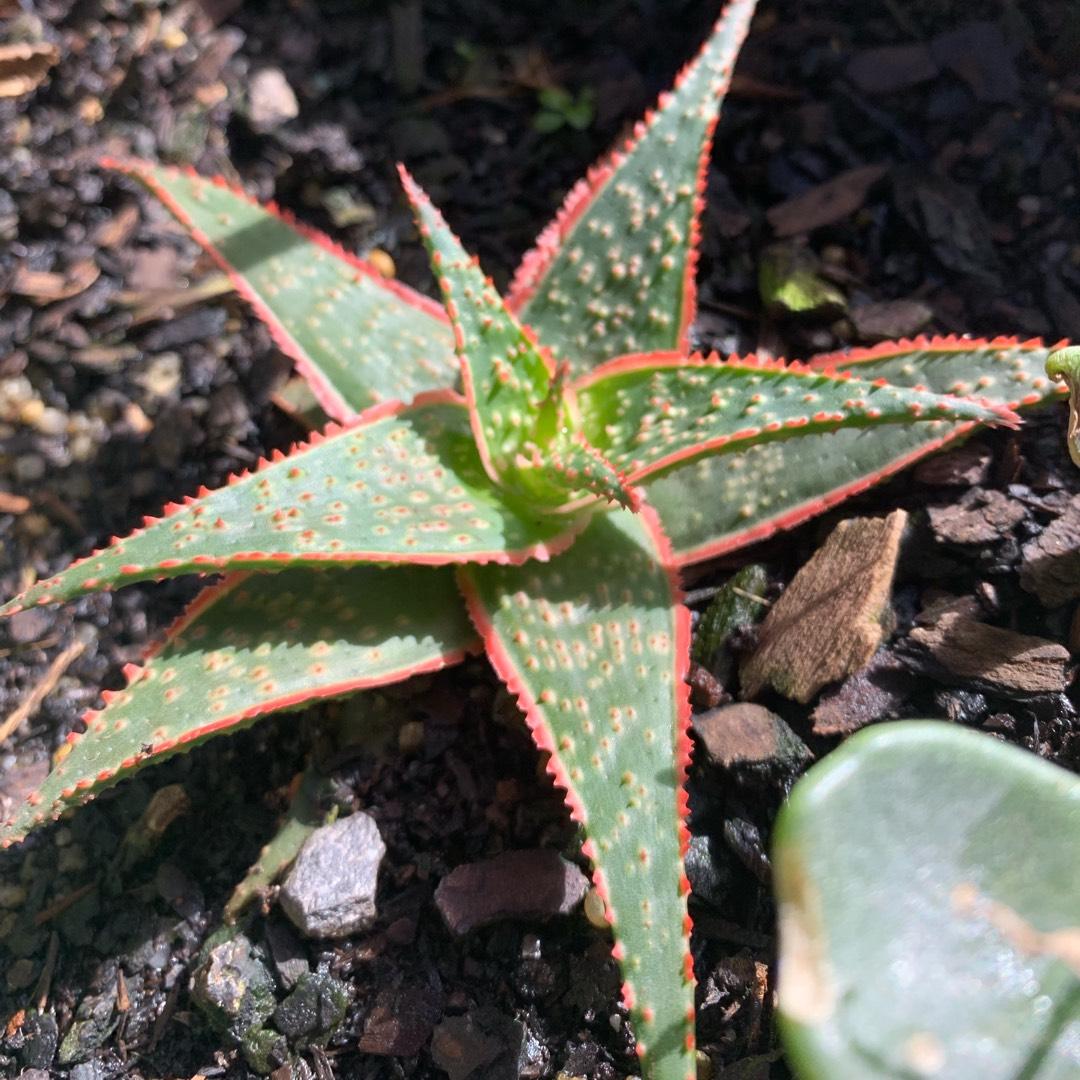 Aloe Christmas Carol - View 3 from www redcrocus com