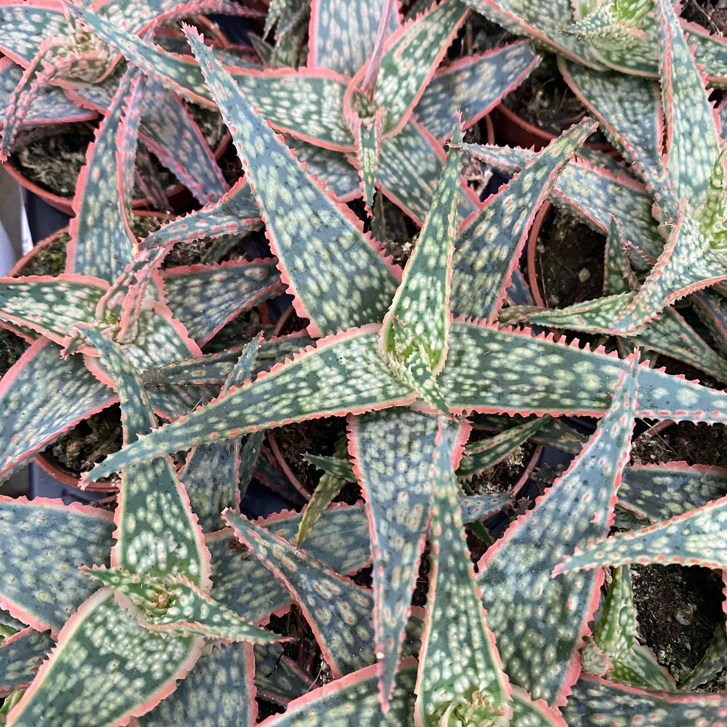 Aloe Christmas Carol - View 4 from www redcrocus com