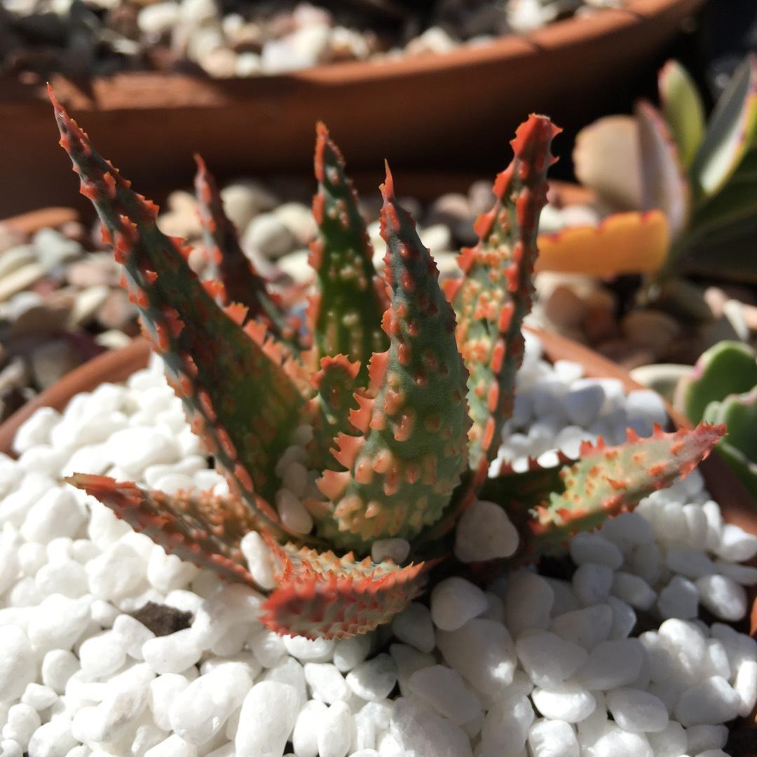 Aloe Christmas Carol - View 7 from www redcrocus com