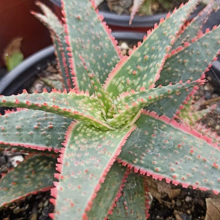 Aloe Christmas Carol - View 8 from www redcrocus com