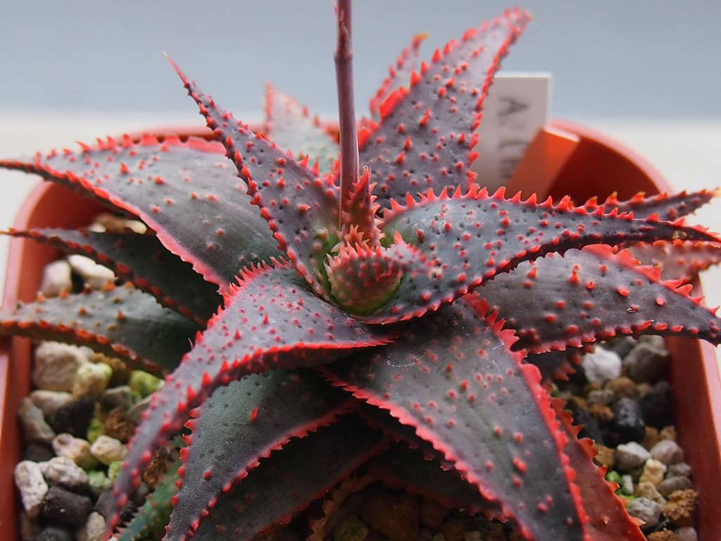 Aloe Christmas Carol - View 9 from www redcrocus com