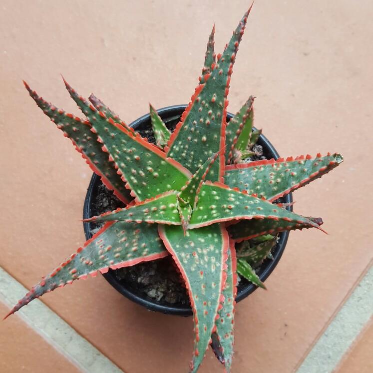 Aloe 'christmas Carol' - View 18 from www redcrocus com