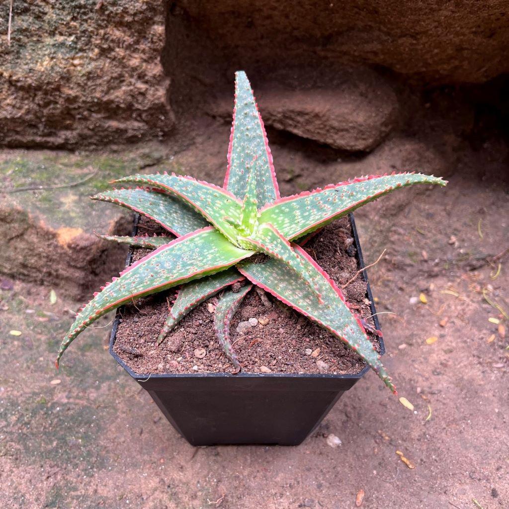 Aloe 'christmas Carol' - View 8 from www redcrocus com