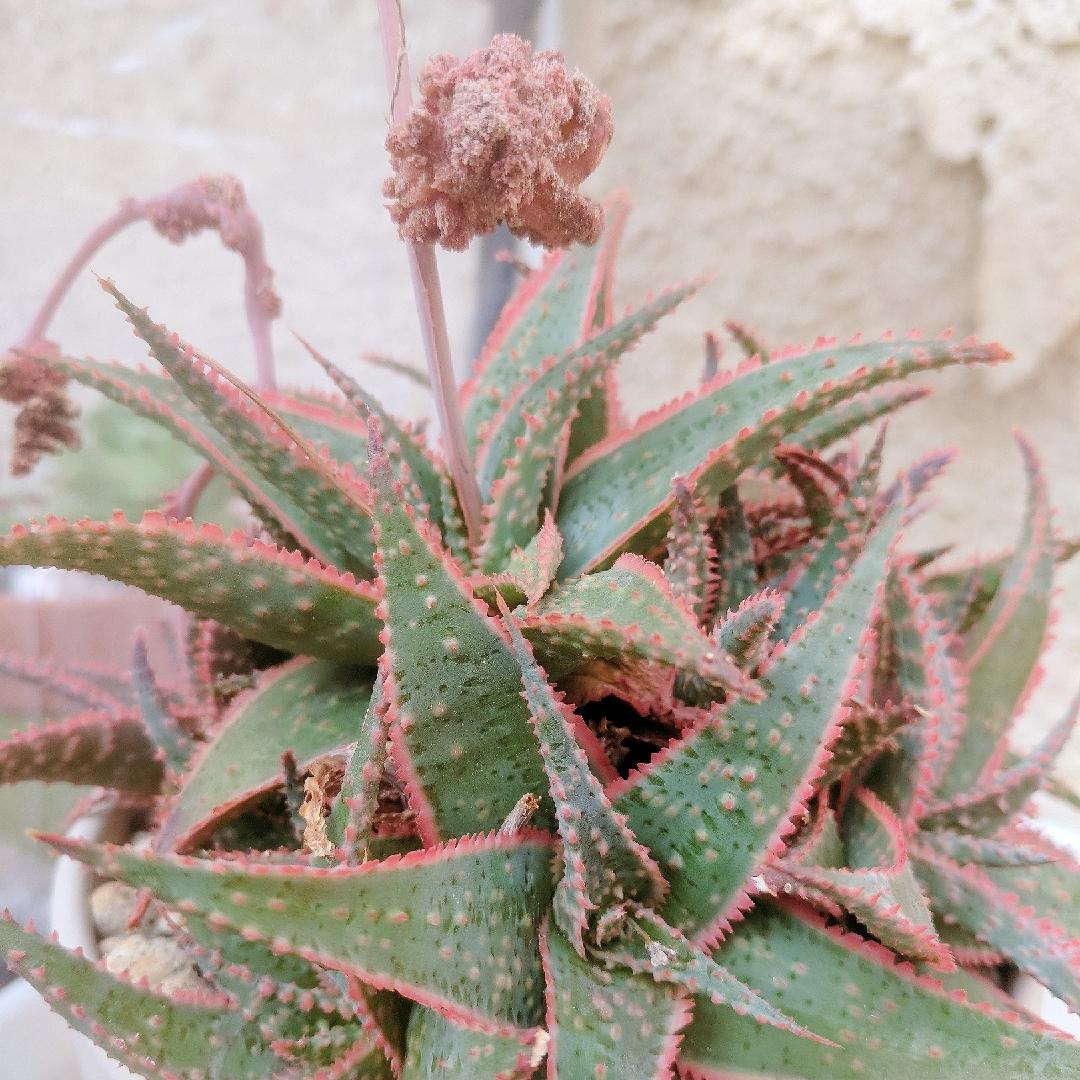 Aloe 'christmas Carol' - View 9 from www redcrocus com