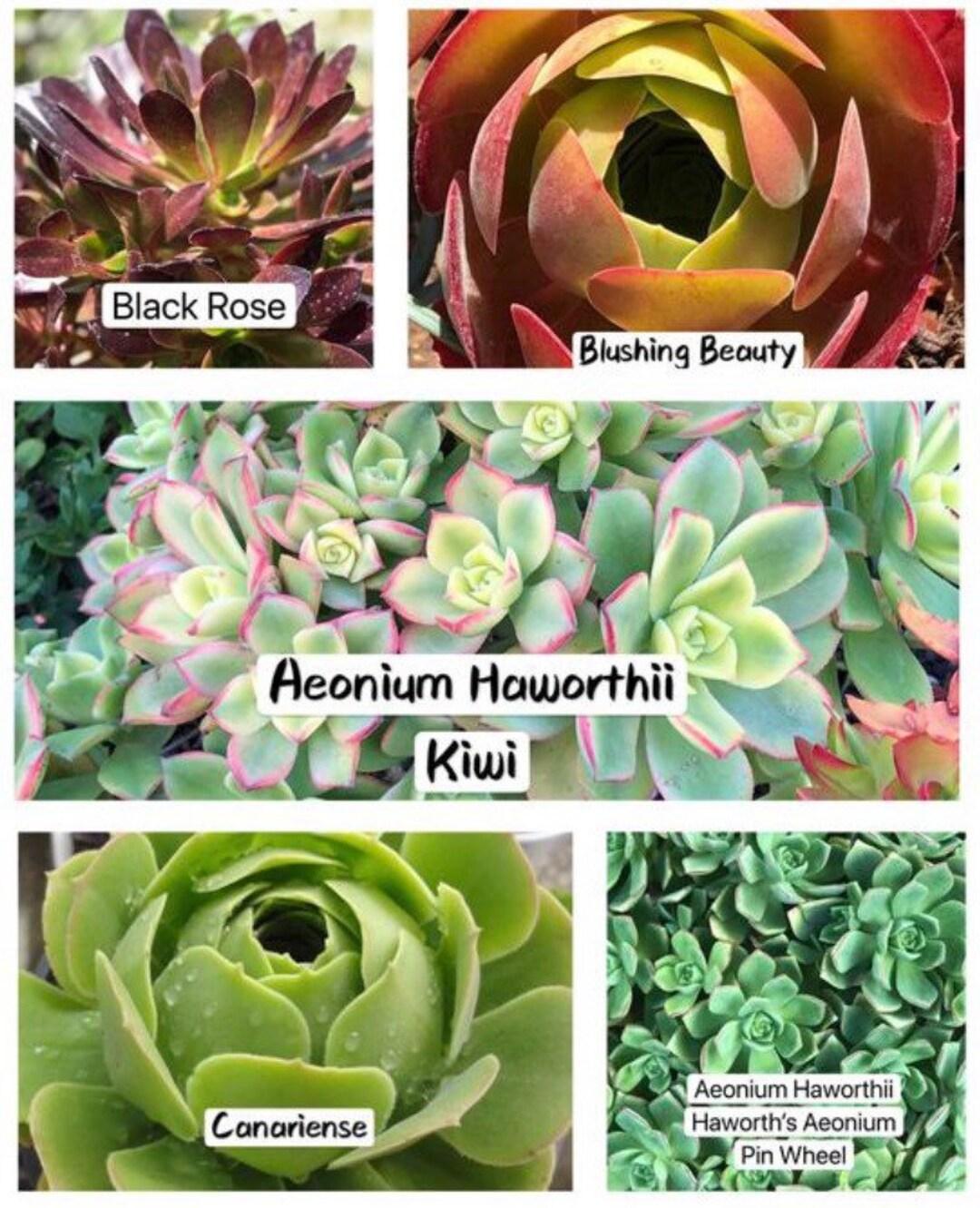 Aeonium Assorted - View 18 from www redcrocus com