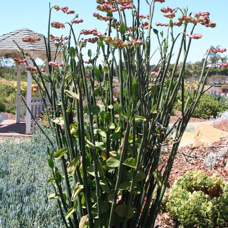 Pedilanthus Assorted - View 11 from www redcrocus com
