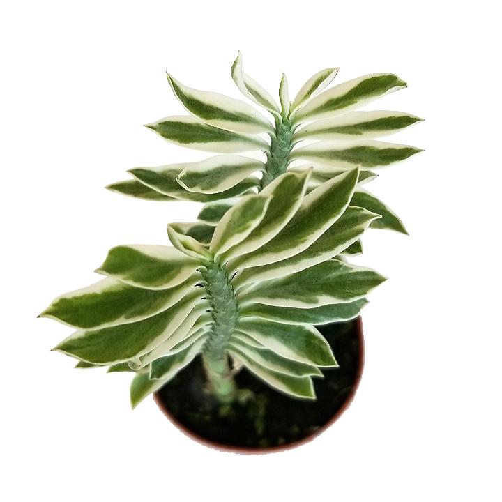 Pedilanthus Assorted - View 12 from www redcrocus com