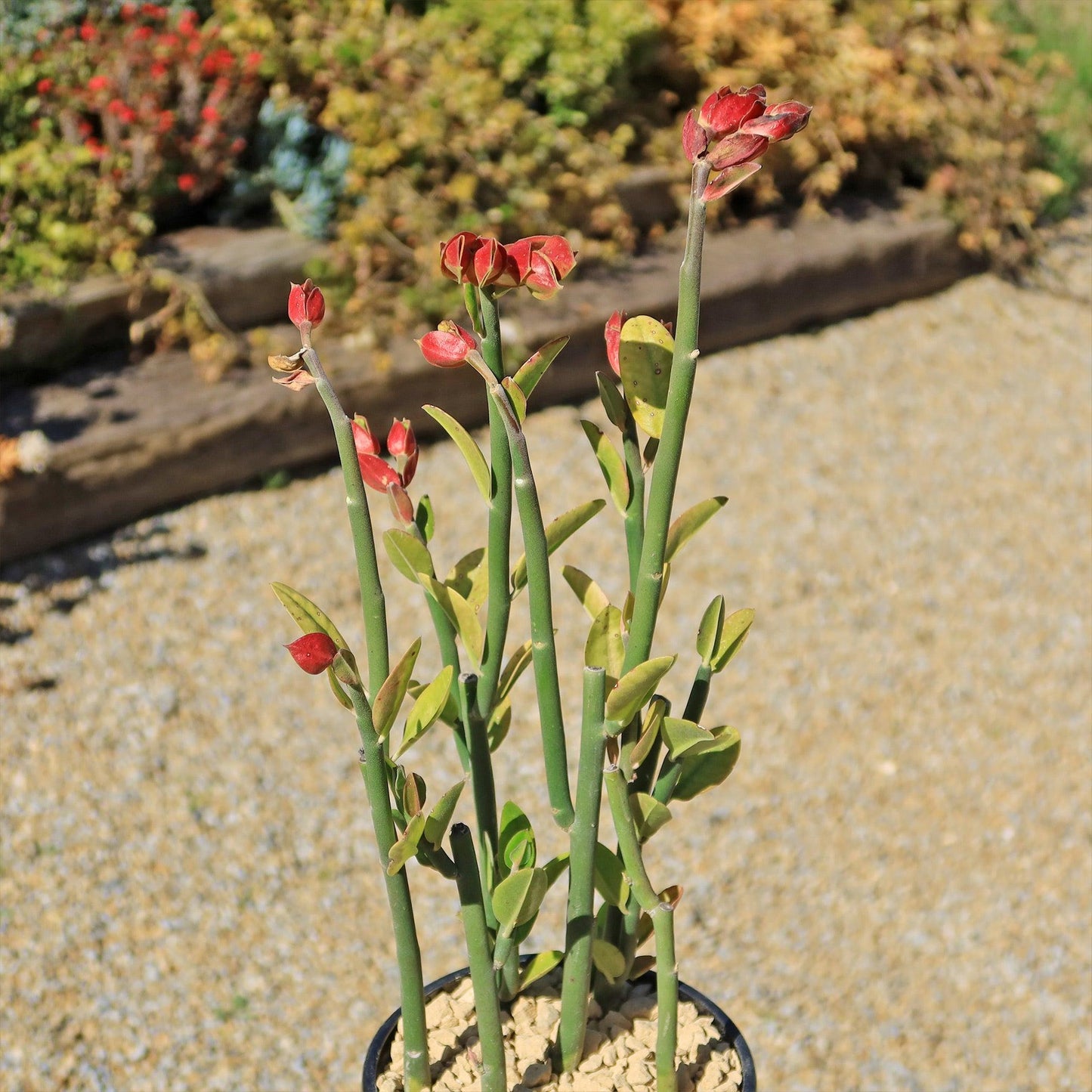 Pedilanthus Assorted - View 14 from www redcrocus com