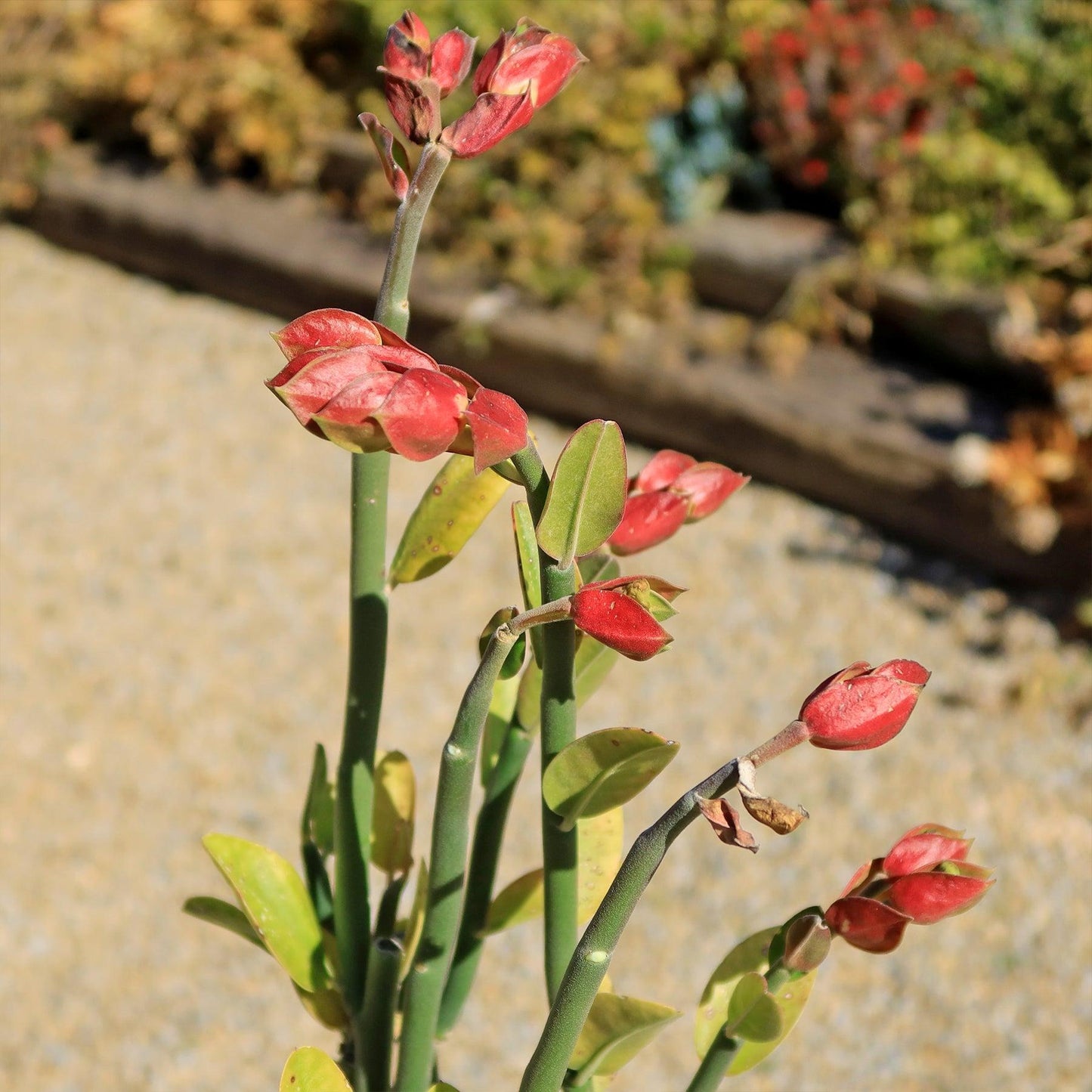 Pedilanthus Assorted - View 16 from www redcrocus com