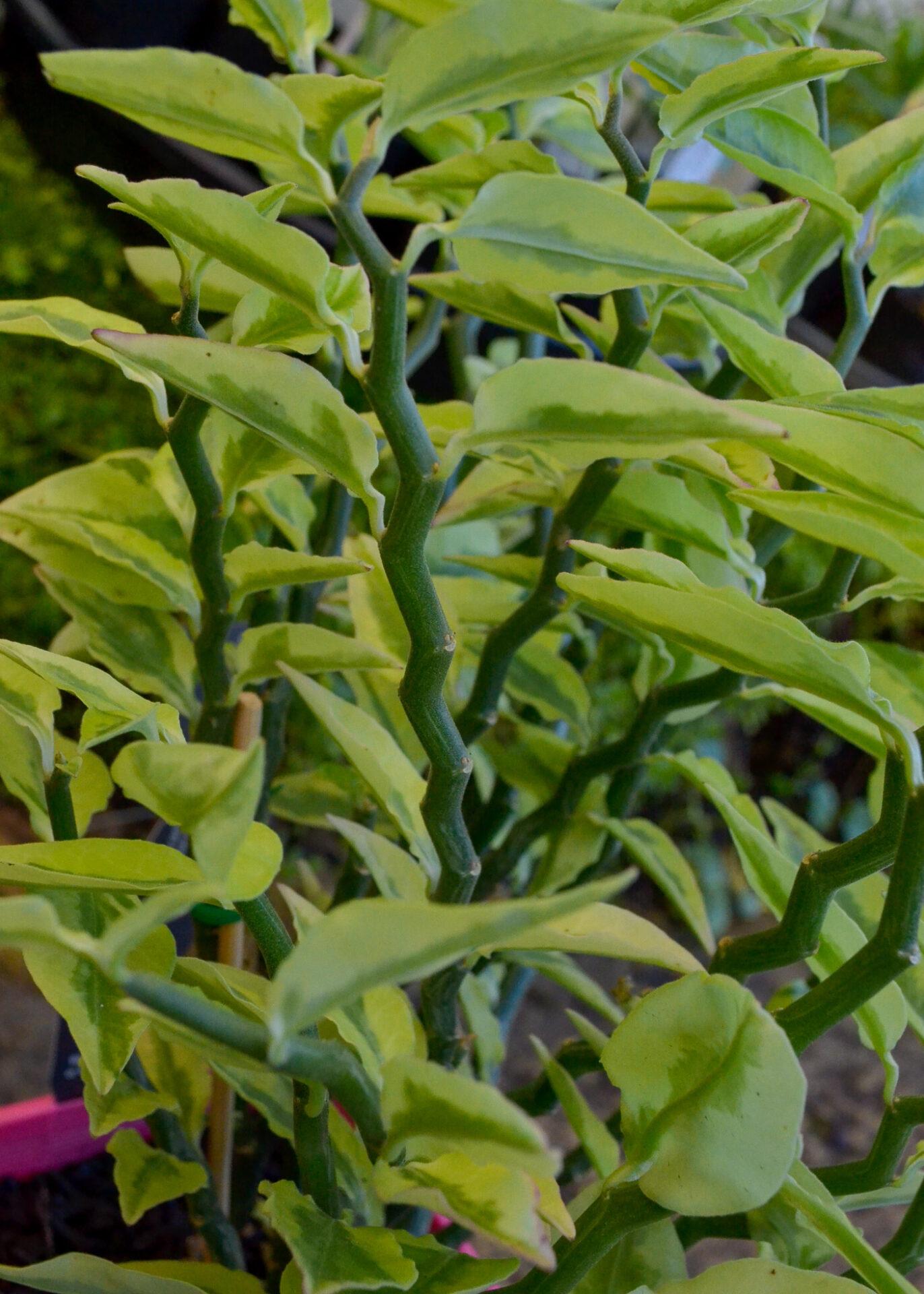 Pedilanthus Assorted - View 18 from www redcrocus com