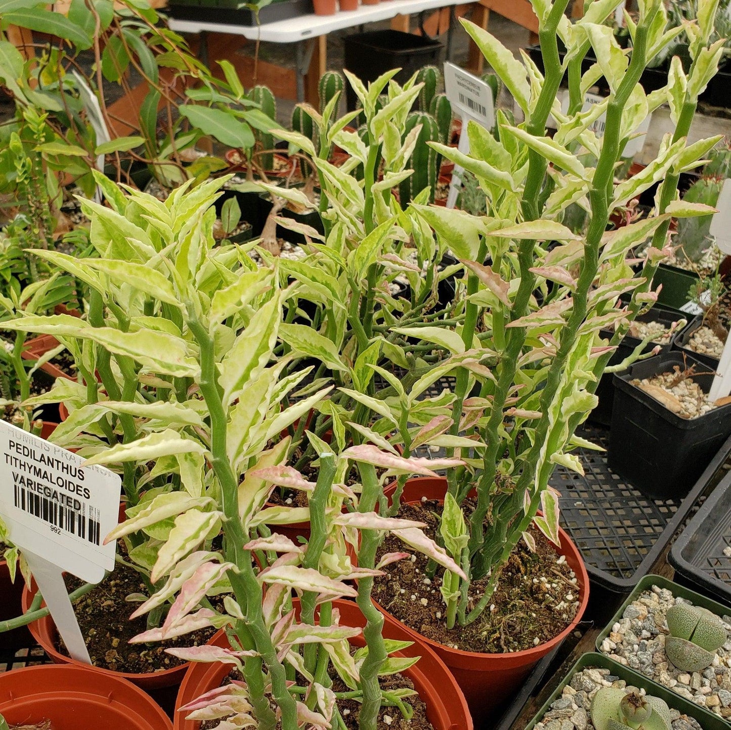 Pedilanthus Assorted - View 3 from www redcrocus com