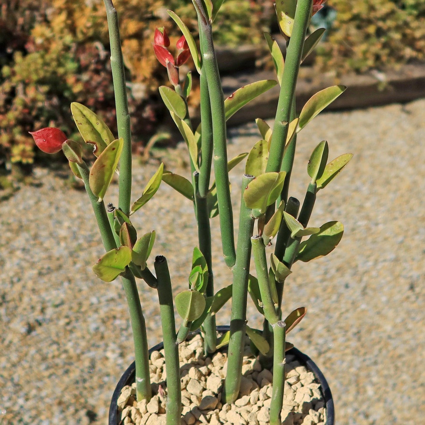 Pedilanthus Assorted - View 8 from www redcrocus com
