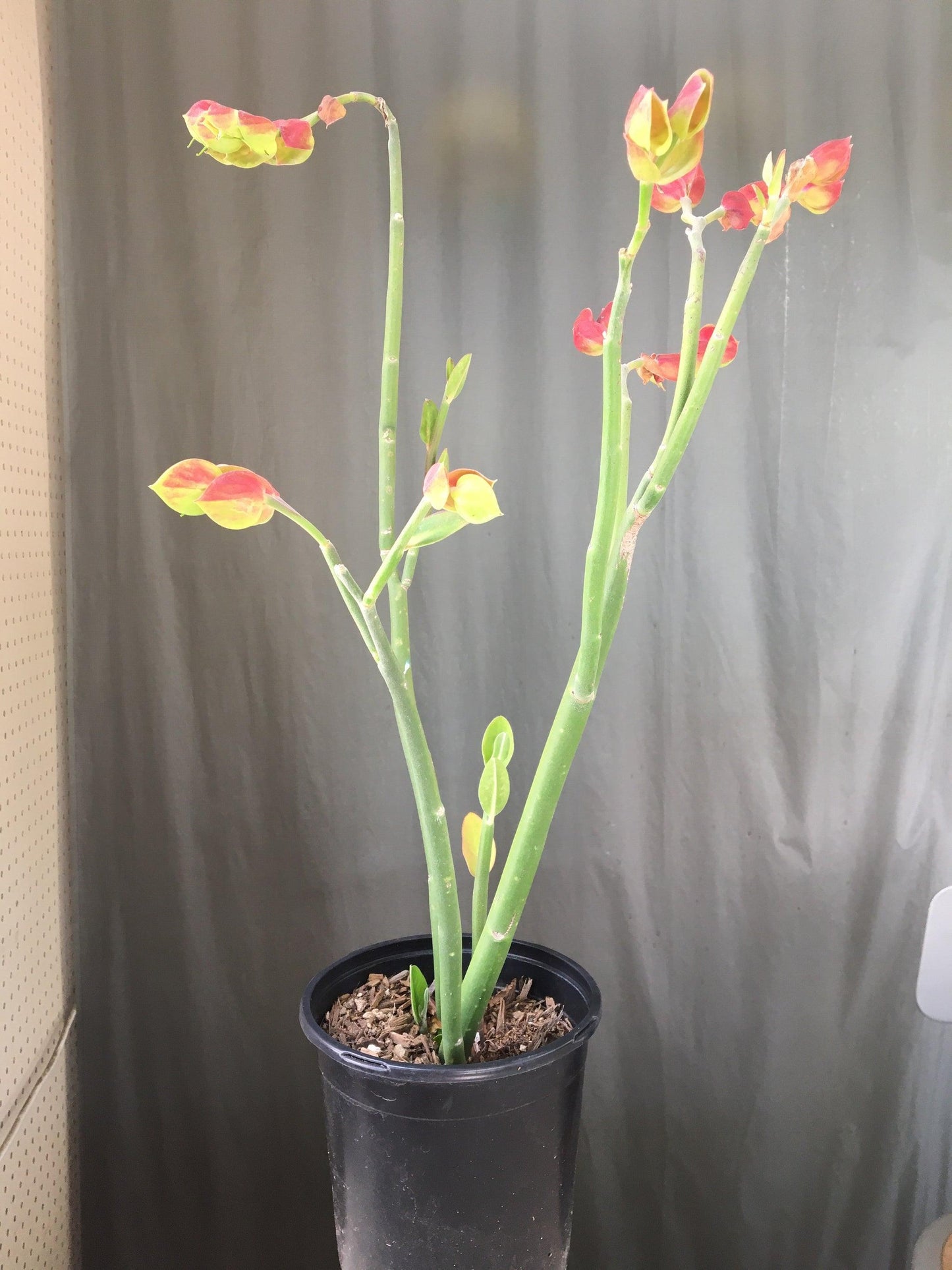 Pedilanthus Assorted - View 9 from www redcrocus com