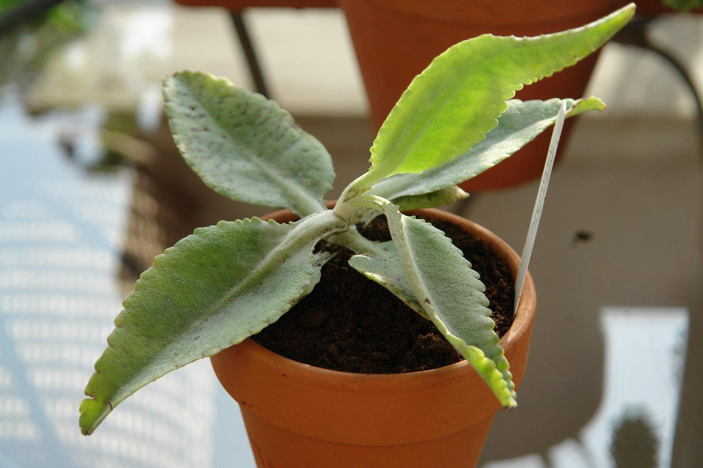 Kalanchoe Gastonis Bonnieri - View 10 from www redcrocus com