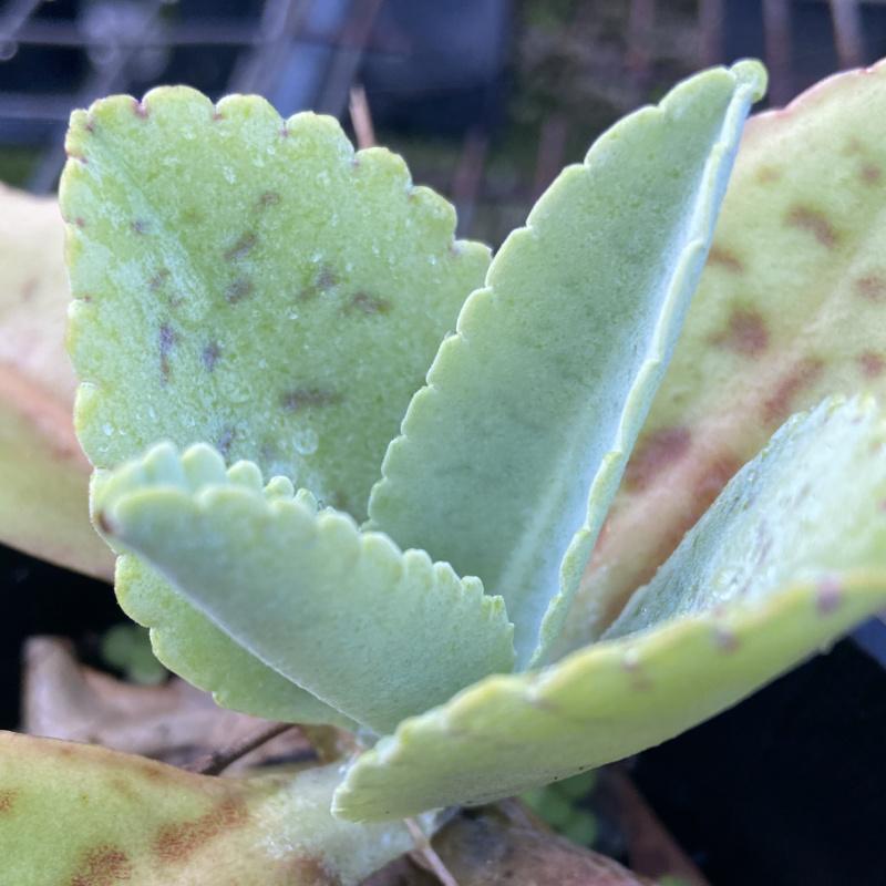 Kalanchoe Gastonis Bonnieri - View 11 from www redcrocus com
