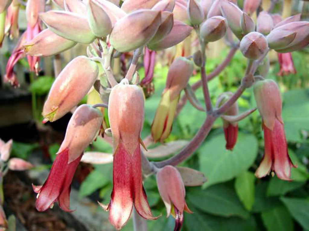 Kalanchoe Gastonis Bonnieri - View 12 from www redcrocus com