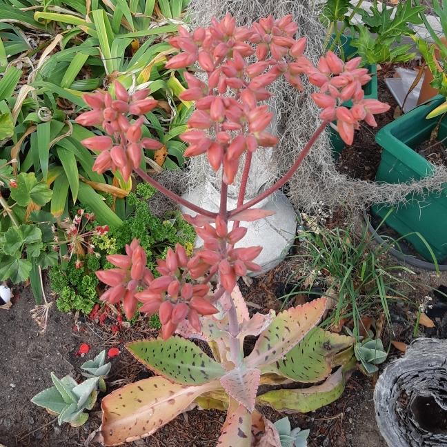 Kalanchoe Gastonis Bonnieri - View 13 from www redcrocus com