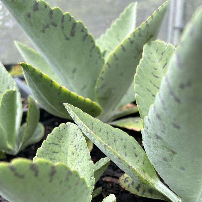 Kalanchoe Gastonis Bonnieri - View 14 from www redcrocus com