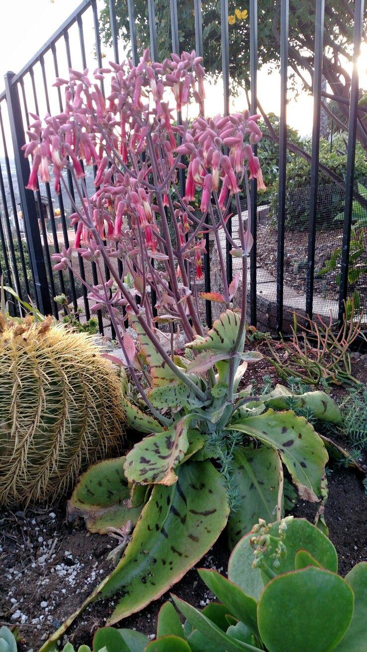 Kalanchoe Gastonis Bonnieri - View 15 from www redcrocus com