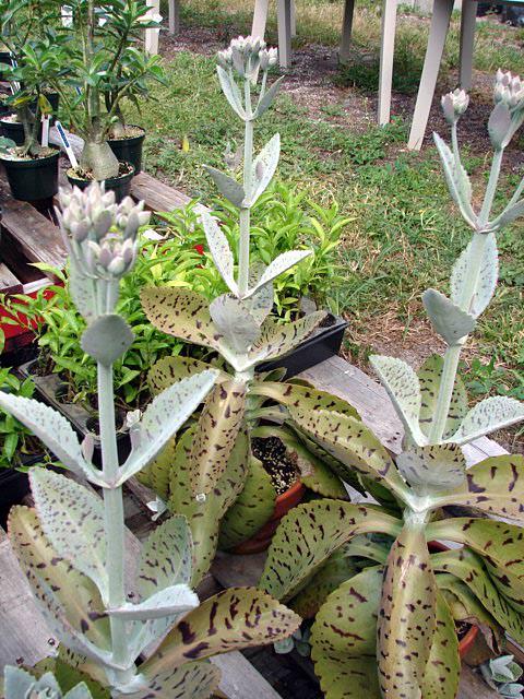 Kalanchoe Gastonis Bonnieri - View 16 from www redcrocus com