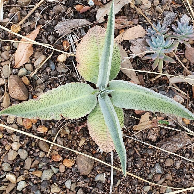 Kalanchoe Gastonis Bonnieri - View 17 from www redcrocus com