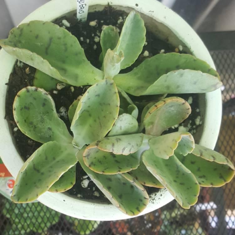 Kalanchoe Gastonis Bonnieri - View 18 from www redcrocus com