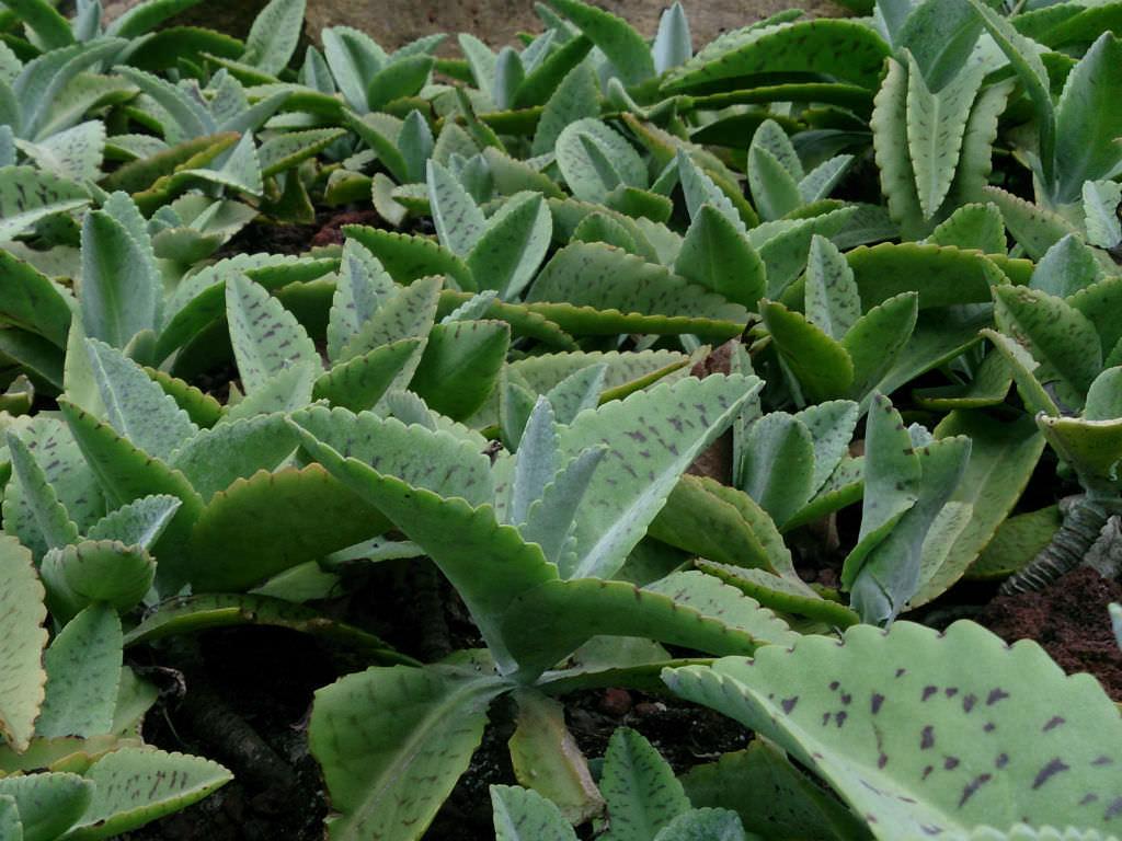 Kalanchoe Gastonis Bonnieri - View 2 from www redcrocus com