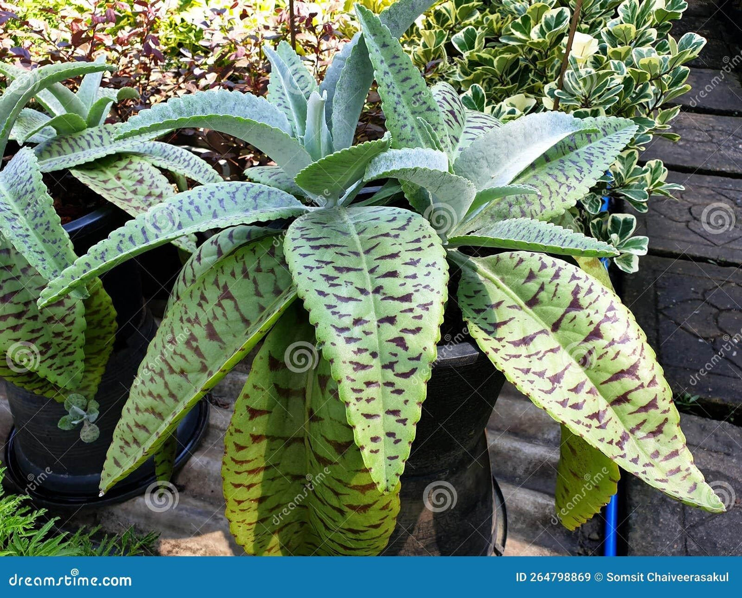 Kalanchoe Gastonis Bonnieri - View 3 from www redcrocus com