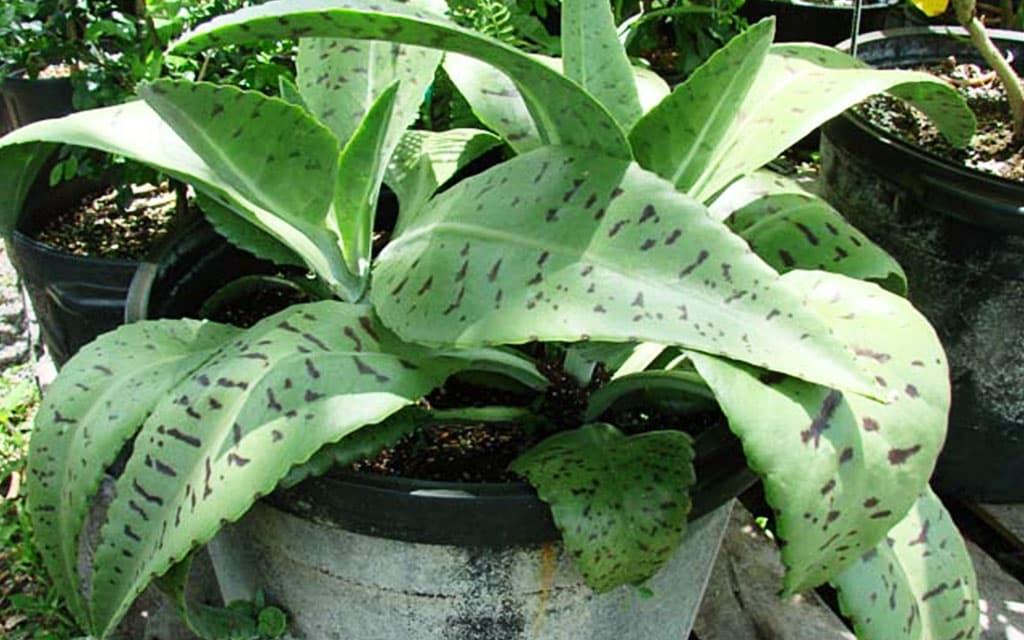 Kalanchoe Gastonis Bonnieri - View 4 from www redcrocus com