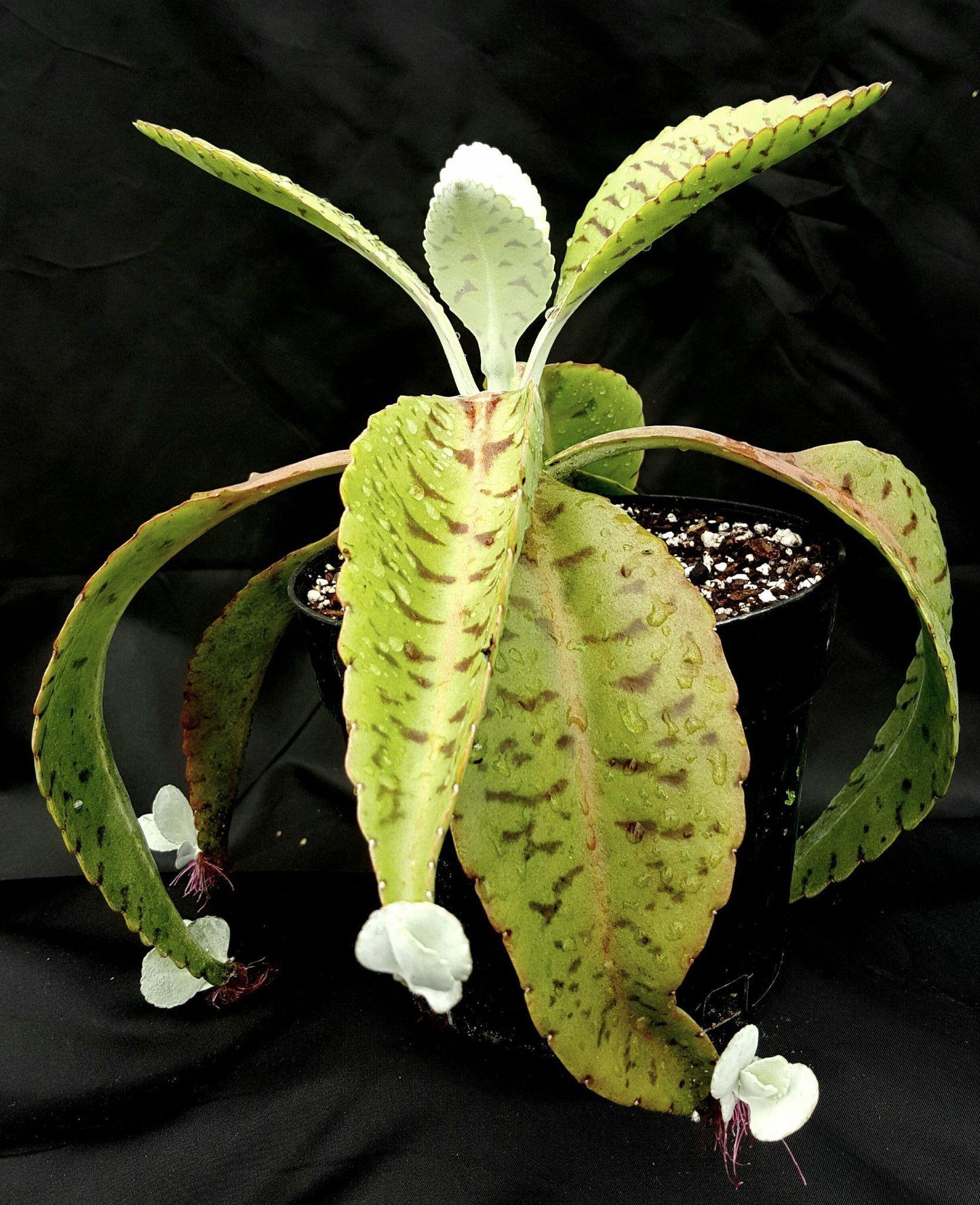 Kalanchoe Gastonis Bonnieri - View 5 from www redcrocus com