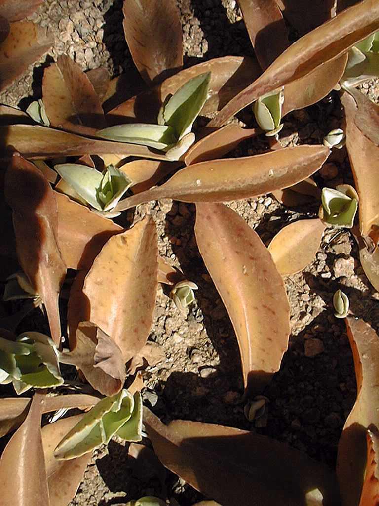 Kalanchoe Gastonis Bonnieri - View 6 from www redcrocus com