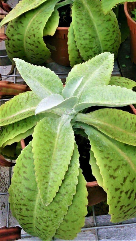 Kalanchoe Gastonis Bonnieri - View 7 from www redcrocus com