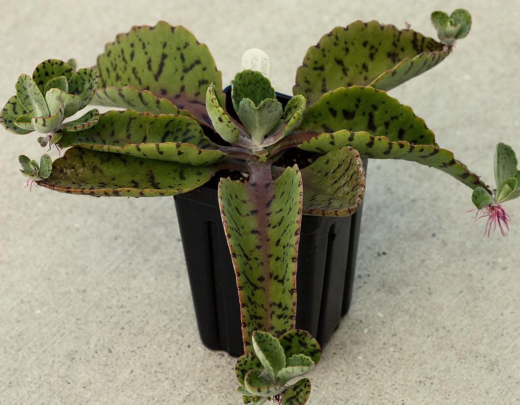 Kalanchoe Gastonis Bonnieri - View 8 from www redcrocus com