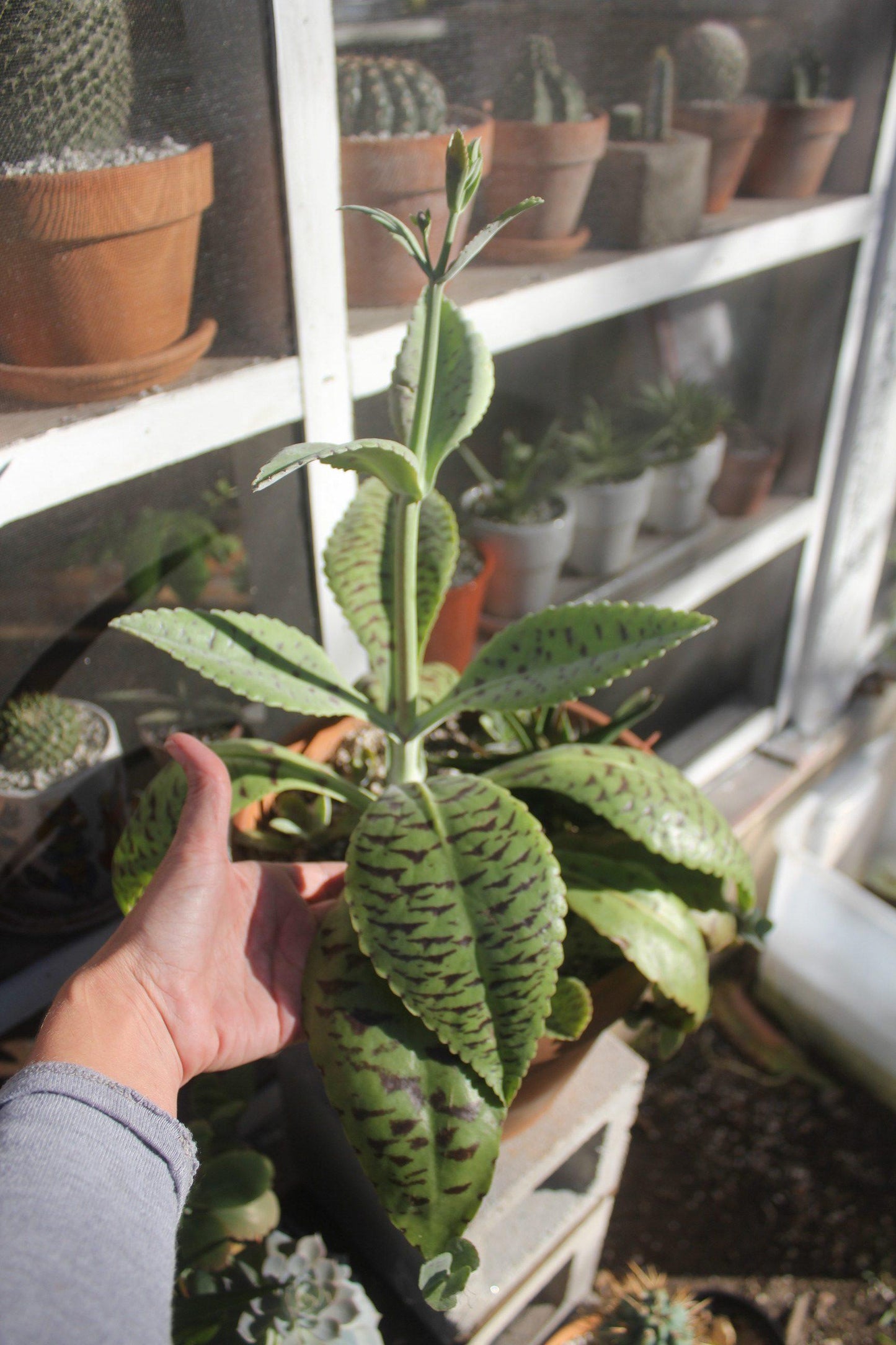 Kalanchoe Gastonis Bonnieri - View 9 from www redcrocus com