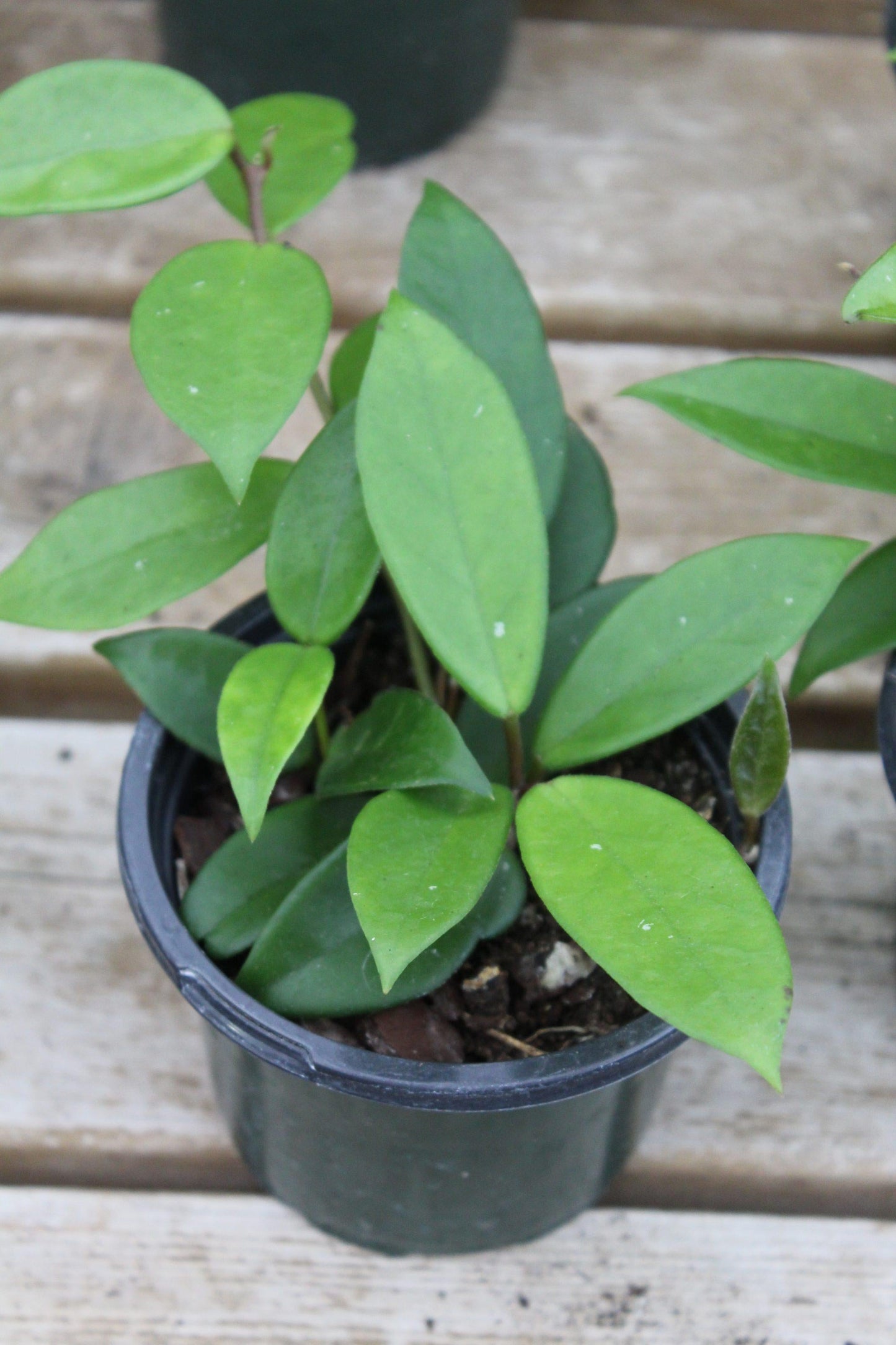 Hoya Assorted - View 10 from www redcrocus com