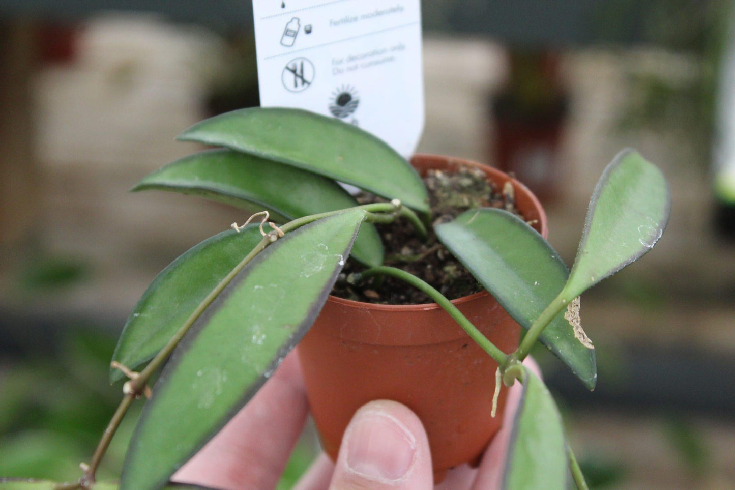Hoya Assorted - View 14 from www redcrocus com