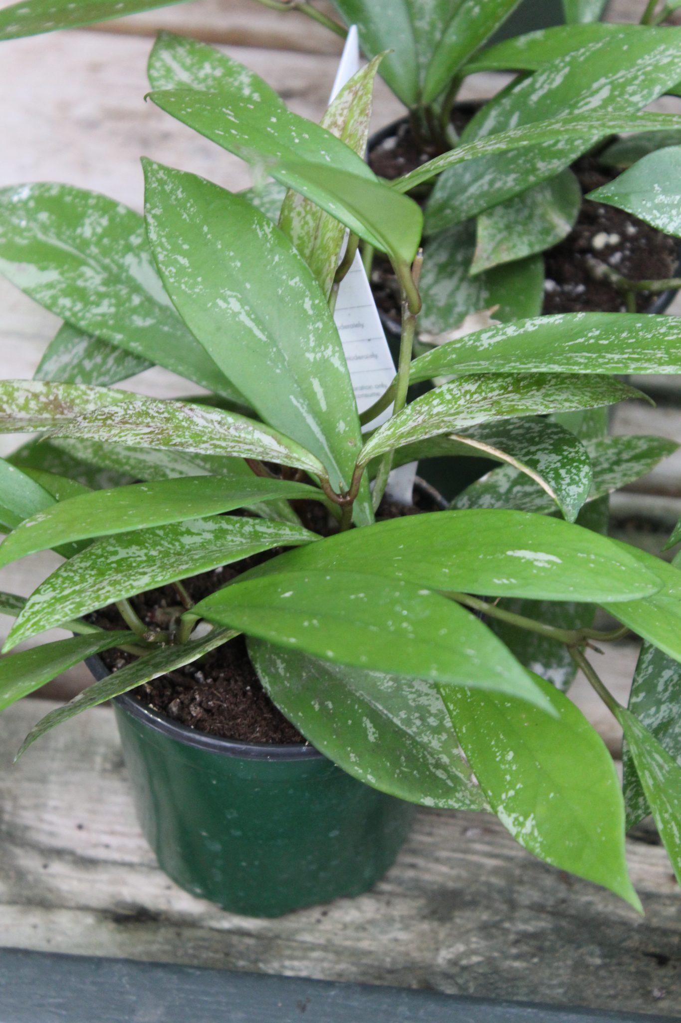 Hoya Assorted - View 17 from www redcrocus com