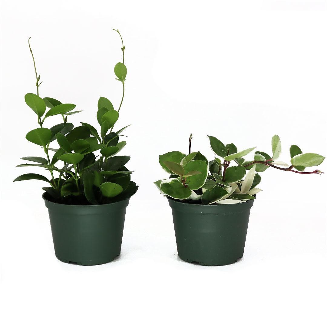 Hoya Assorted - View 5 from www redcrocus com